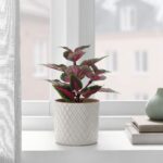 گل حسن يوسف ایکیا مدل Fejka