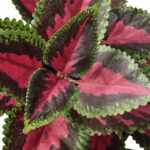 گل حسن يوسف ایکیا مدل Fejka