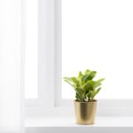 گلدان کوچک طلایی Daidai