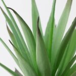 گل آلوئورا ایکیا مدل Fejka