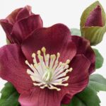 گل قرمز ایکیا مدل Fejka