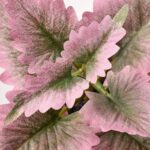 گل حسن یوسف ایکیا مدل Fejka