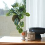 گل بوته ای خزه ایکیا مدل Fejka