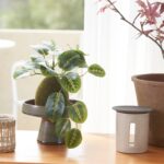 گل بوته ای خزه ایکیا مدل Fejka