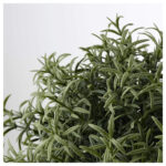 گلدان گل رزماری ایکیا مدل Fejka