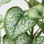 گل ایکیا مدل FEJKA