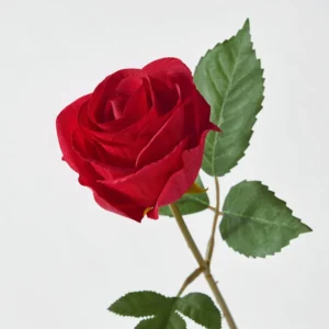 گل رز ایکیا مدل SMYCKA