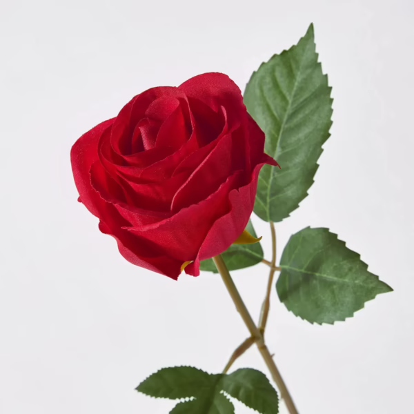 گل رز ایکیا مدل SMYCKA