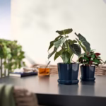 گلدان آلوکازیا ایکیا مدل FEJKA