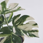 گلدان کوچک برگ انجیری FEJKA